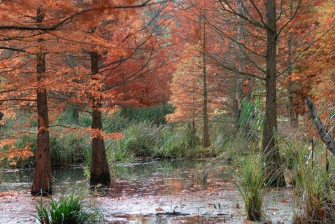 Taxodium distichum
