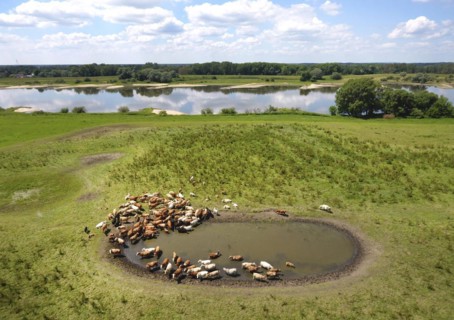 Cows drinking at a watering hole on the banks of the Elbe, Wittenberge, 19/06/2017