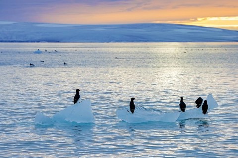 Thick-billed murres, Bruennich's guillemots (Uria lomvia) resting on drift ice at sunset in the