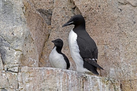 Thick-billed murre, Bruennich's guillemot (Uria lomvia) parent with chick on rock ledge in cliff,