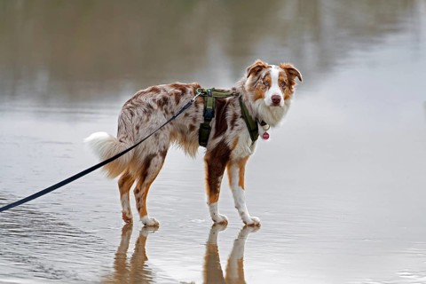Australian Shepherd, Aussie, breed of herding dog from the United States, walking on leash on the