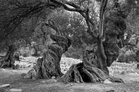 Old, gnarled olive trees in the olive grove of Lun, Vrtovi Lunjskih Maslina, Wild olive (Olea
