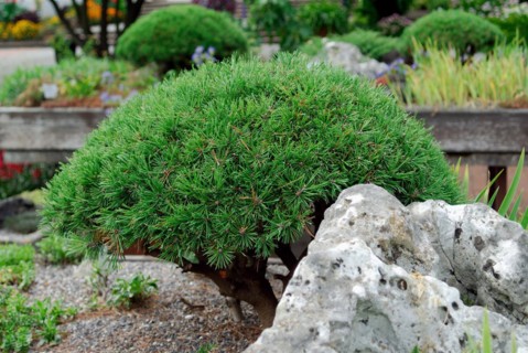 Pinus mugo 'Pug'