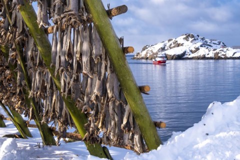 Lofoten, Norway. Solvaer, Nordland province. Stockfish, air-drying on open-air racks, Svolvaer,