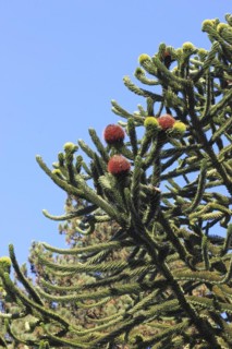 Monkey tail tree (Araucaria) close-up, North Rhine-Westphalia, Germany, Europe