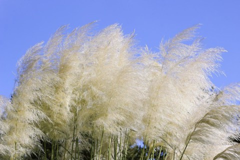 Cortaderias (Cortaderia), in the blue sky, North Rhine-Westphalia, Germany, Europe