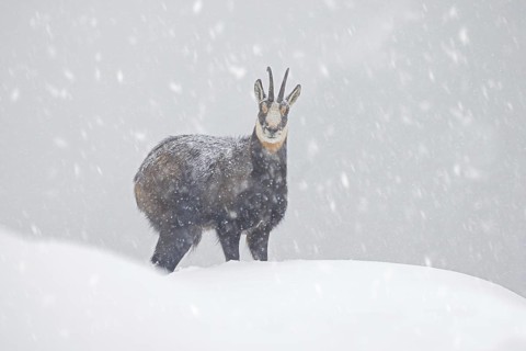 Alpine chamois (Rupicapra rupicapra) solitary male foraging on mountain slope during snow shower in
