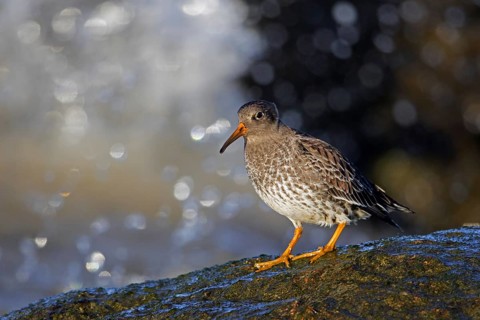 Purple sandpiper (Calidris maritima) in non-breeding plumage foraging on rocky shore along the