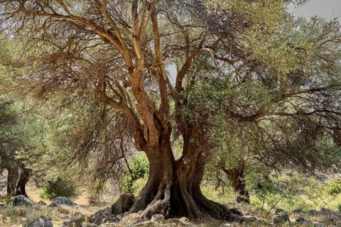 Old, gnarled olive tree in the olive grove of Lun, Vrtovi Lunjskih Maslina, wild olive (Olea