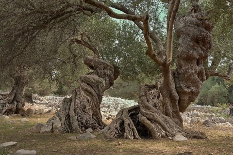 Old, gnarled olive trees in the olive grove of Lun, Vrtovi Lunjskih Maslina, Wild olive (Olea