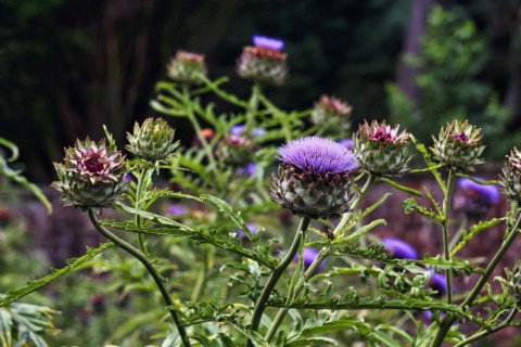 Purple-flowering artichoke (Cynara cardunculus), vegetable plant, Down House Garden, Downe, Kent,