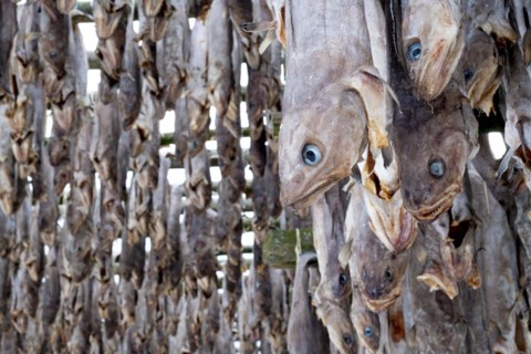 Lofoten, Norway. Solvaer, Nordland province. Stockfish, air-drying on open-air racks, Svolvaer,