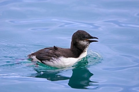 Thick-billed murre, Bruennich's guillemot (Uria lomvia) chick swimming in Arctic sea water of the