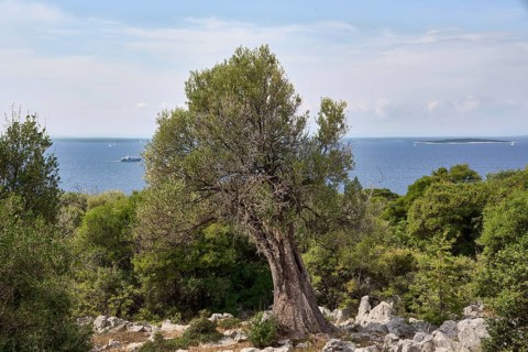 Old, gnarled olive tree in the olive grove of Lun, Vrtovi Lunjskih Maslina, wild olive (Olea