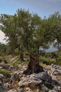 Old, gnarled olive tree in the olive grove of Lun, Vrtovi Lunjskih Maslina, wild olive (Olea