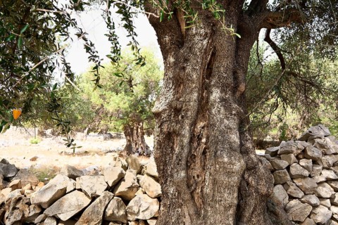 Old, gnarled olive tree in the olive grove of Lun, Vrtovi Lunjskih Maslina, wild olive (Olea