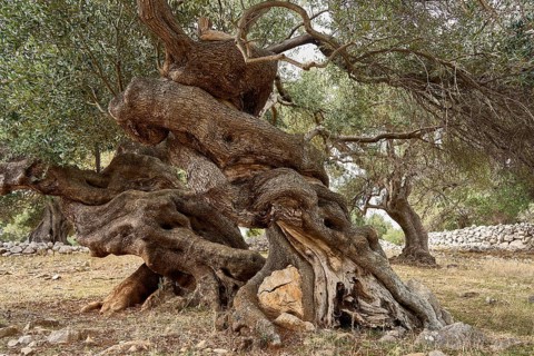 Old, gnarled olive trees in the olive grove of Lun, Vrtovi Lunjskih Maslina, Wild olive (Olea