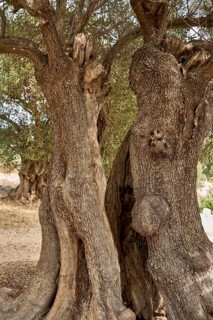 Old, gnarled olive tree in the olive grove of Lun, Vrtovi Lunjskih Maslina, wild olive (Olea