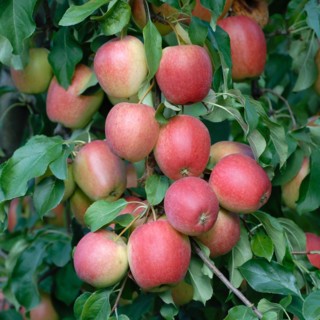 Malus domestica 'Rewena'