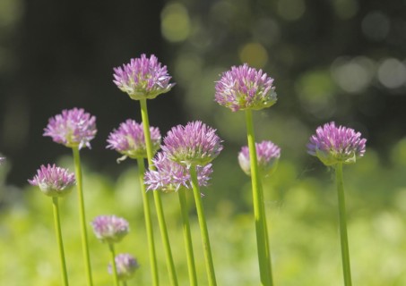 (Allium), inflorescence, North Rhine-Westphalia, Germany, Europe