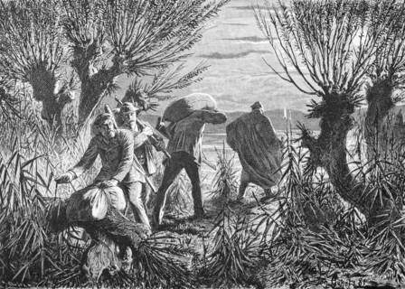 Smugglers on the Baltic Sea shore, Mecklenburg-Western Pomerania, Baltic Sea, shore, willow trees,