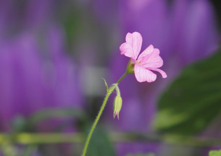 Cranesbill (Geranium) pink, North Rhine-Westphalia, Germany, Europe