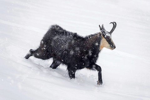 Alpine chamois (Rupicapra rupicapra) solitary male foraging on mountain slope during snow shower in