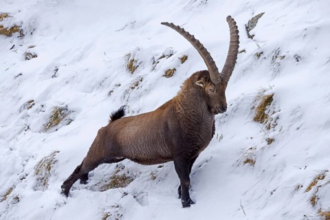 Alpine ibex (Capra ibex) male with large horns stretching hind limbs on mountain slope covered in