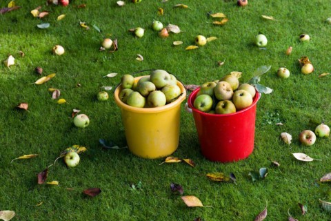 Fallen fruit in a meadow in the home garden