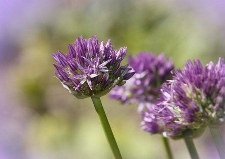 (Allium), inflorescence, North Rhine-Westphalia, Germany, Europe
