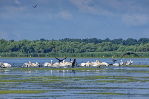 Pelicans and cormorants fishing together on Lacul Isaccel in the UNESCO Danube Delta Biosphere