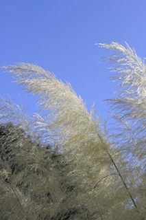 Cortaderias (Cortaderia), in the blue sky, North Rhine-Westphalia, Germany, Europe