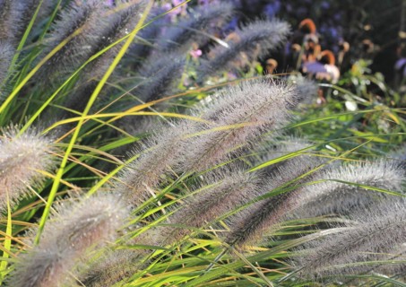 Dwarf fountain grass (Pennisetum alopecuroides), North Rhine-Westphalia, Germany, Europe