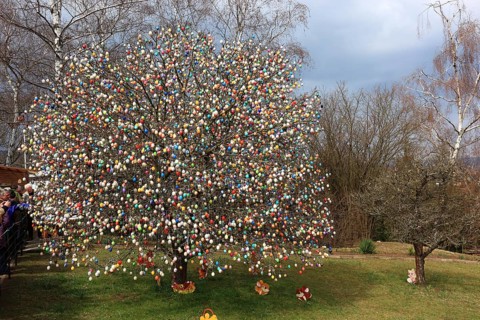 Many colourful Easter eggs on a tree, Easter custom, The Saalfeld Easter egg tree, an apple tree of