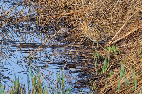 Eurasian bittern, great bittern (Botaurus stellaris) foraging well camouflaged in dense reed bed,