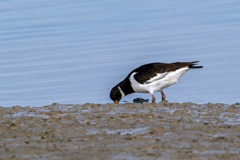 Common pied oystercatcher, Eurasian oystercatcher (Haematopus ostralegus) foraging on mudflat along