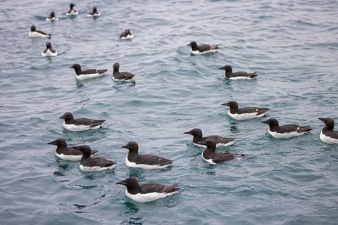 Flock of thick-billed murres, Bruennich's guillemots (Uria lomvia) swimming in the Arctic sea in