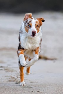 Australian Shepherd, Aussie, breed of herding dog from the United States, running on sandy beach