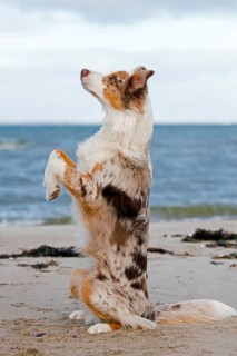 Australian Shepherd, Aussie, breed of herding dog from the United States, sitting upright on sandy