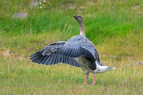 Pink-footed goose (Anser brachyrhynchus) flapping wings on the tundra in summer, Svalbard,