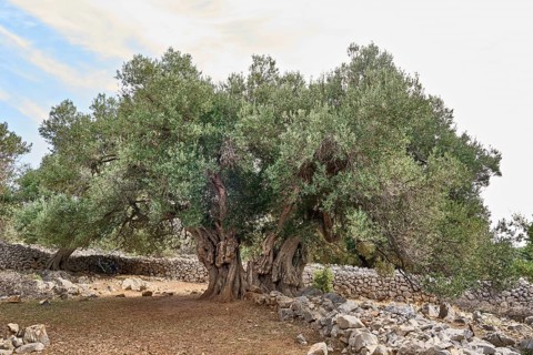 The oldest olive tree in the Lun olive grove, estimated to be between 1, 600 and 2, 000 years old,