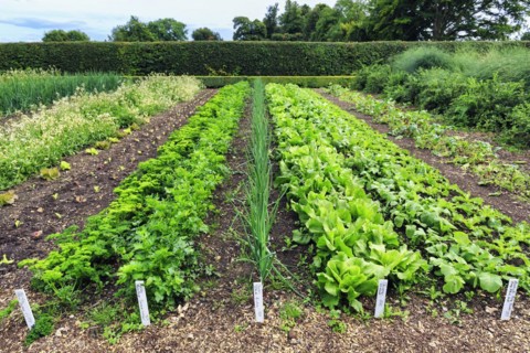Down House Garden, vegetable garden at the home of the British naturalist Charles Darwin, Downe,