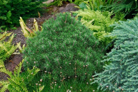 Pinus mugo 'Pug'
