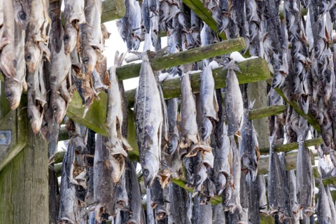 Lofoten, Norway. Solvaer, Nordland province. Stockfish, air-drying on open-air racks, Svolvaer,