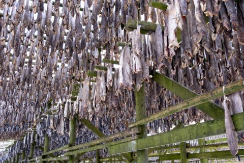 Lofoten, Norway. Solvaer, Nordland province. Stockfish, air-drying on open-air racks, Svolvaer,