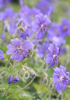 Cranesbill (Geranium), purple, North Rhine-Westphalia, Germany, Europe