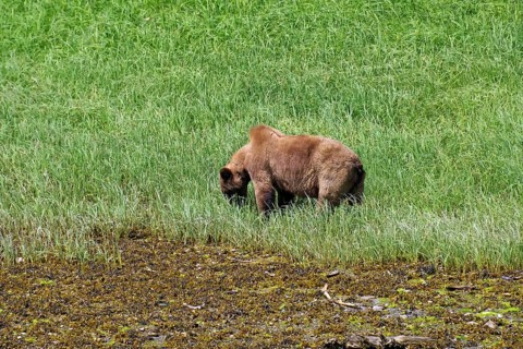 Elongated fjord with wooded shores and meadows, grizzly eating grass, Khutzeymateen Grizzly Bear,