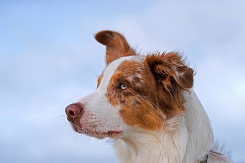 Australian Shepherd, Aussie, breed of herding dog from the United States, close-up portrait