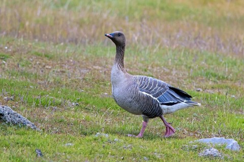 Pink-footed goose (Anser brachyrhynchus) foraging on the tundra in summer, Svalbard, Spitsbergen