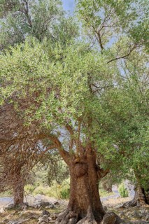 Old, gnarled olive tree in the olive grove of Lun, Vrtovi Lunjskih Maslina, wild olive (Olea